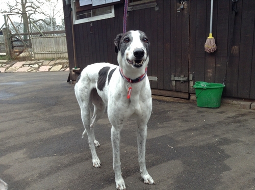 Rosa Greyhounds white and black