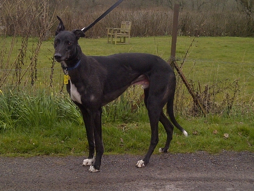 Sonny greyhound black male