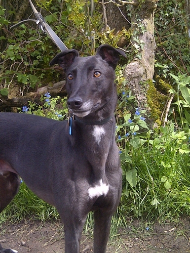 Bobby black male greyhound
