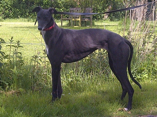 Ebony greyhound profile