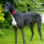 Sevi greyhound black Rainbow Bridge