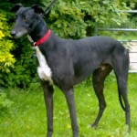 Sevi greyhound black Rainbow Bridge