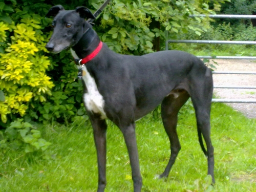 Sevi greyhound black Rainbow Bridge