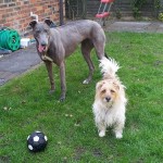 Shauna blue female and Lottie terrier