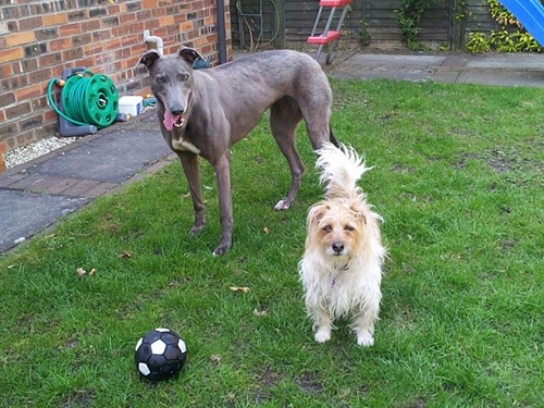 Shauna blue female and Lottie terrier