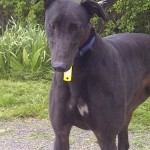 Tilly greyhound female black