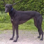 Tilly greyhound black female