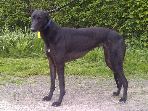 Tilly greyhound black female