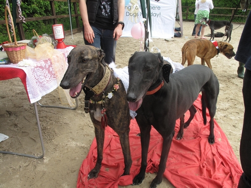 Canine wedding