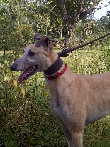 Queenie faqwn greyhound