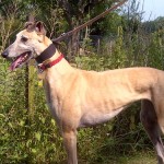 Queenie greyhound fawn