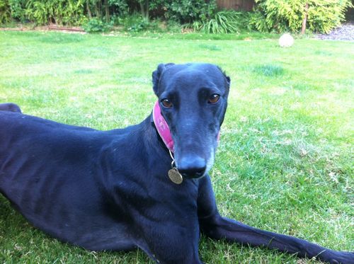 Rosie greyhound in foster care Rosie black snowflakes