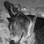 Suzie Greyhound Penny's Blog