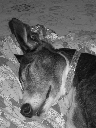 Suzie Greyhound Penny's Blog
