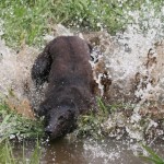 Greyhound in water