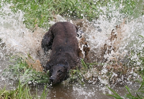 Greyhound in water