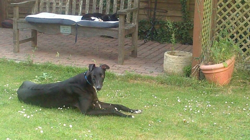 Manny greyhound and cat Manny black male and cat