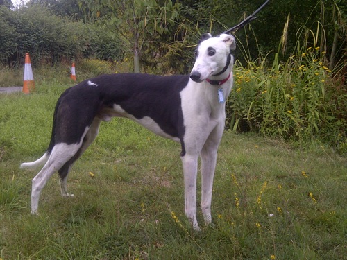 Ryder black and white male greyhound