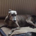 Jack greyhound Rainbow Bridge