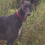 Wallace greyhound black male head