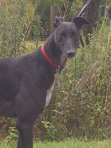 Wallace greyhound black male head