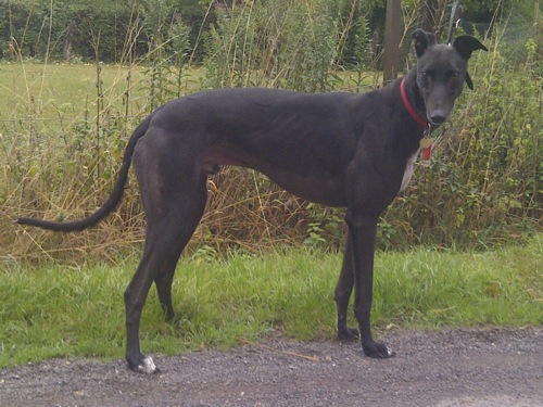 Wallace the greyhound black male