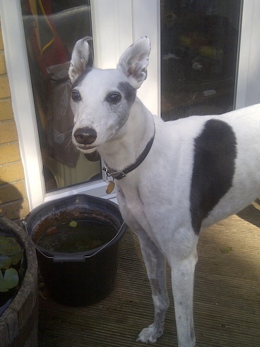 Jerry greyhound white and black male