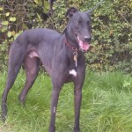 Scotty greyhound black standing