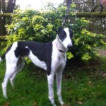 Champ greyhound white and black male