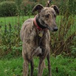 Sparky brindle male greyhound