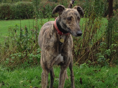 Sparky brindle male greyhound