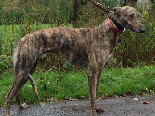 Spaky brindle greyhound