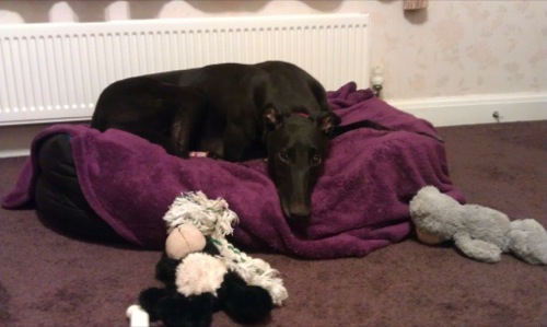 Winston enjoying the home comforts in his foster home.