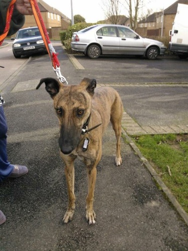 Bobby our 13 month old lurcher has now recovered from kennel cough and an infection.