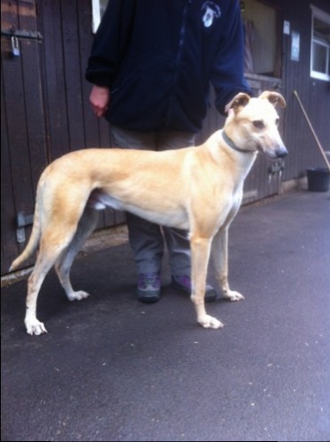 Our very own muscle man - Lenny the greyhound who is a recent arrival. He is one very well built boy and a big soppy lad too!
