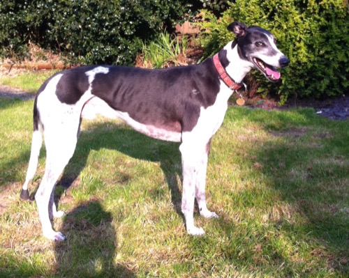 Jim who has been reserved by his foster family.