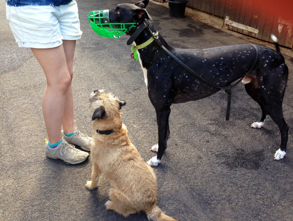 Murphy waiting for a treat with his friend Chloe.