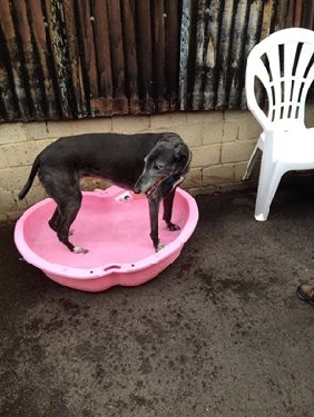 Bruno cooling his feet down in this warm weather.