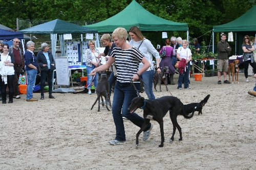 The Bonio and Spoon race.