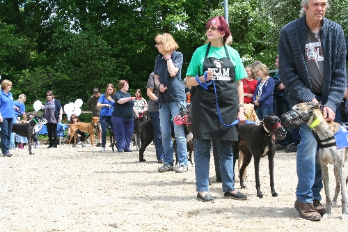 The greyhound parade.