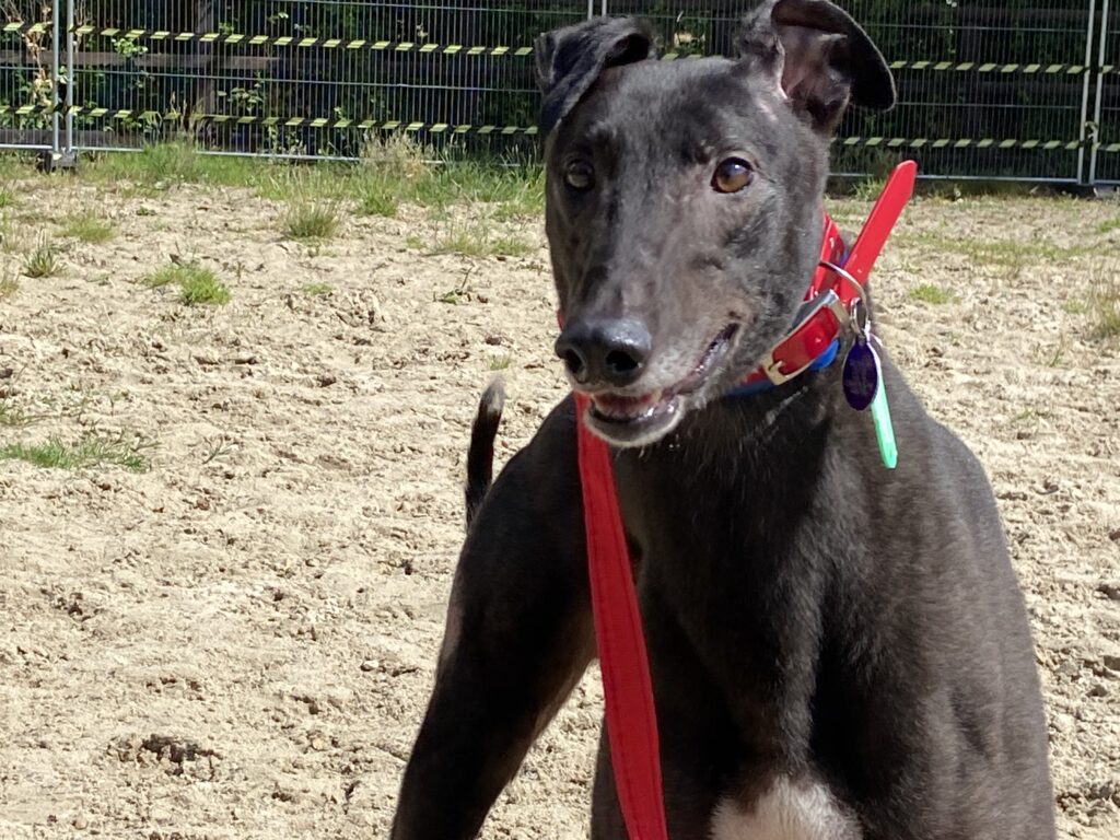 Our Fundraisers Need Your Help!Greyhound Lifeline