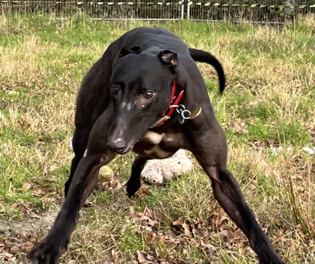 Greyhound GalleryGreyhound Lifeline