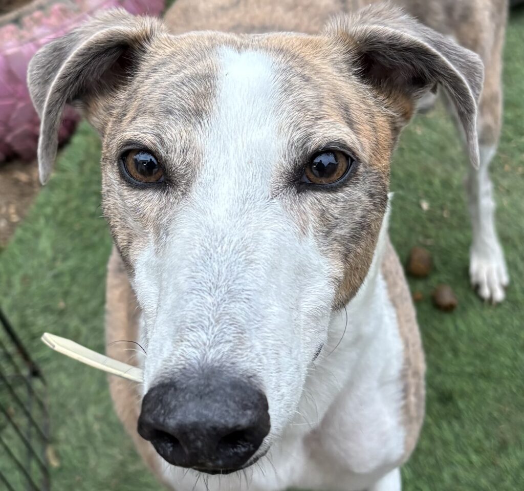 jive-has-been-homedgreyhound-lifeline